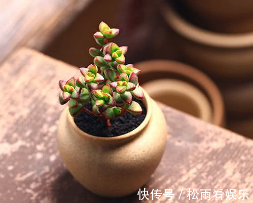 钱串|多肉钱串怎么扦插教你3个小妙招，扦插的钱串生根快速长势更旺