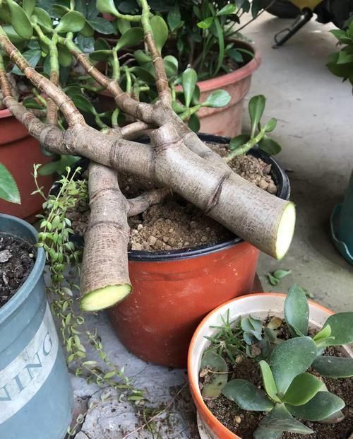 养了20年的玉树,杆子比大腿还粗,满树白花跟下雪了一样