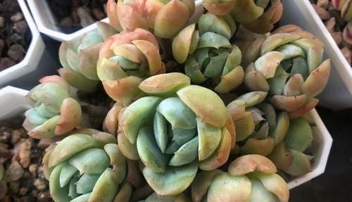 什么时候|养多肉，不懂该什么时候浇水？凭借这些特征动手就能远离问题