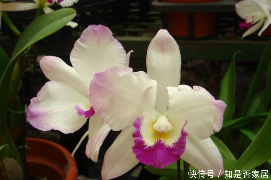 高雅|兰花品质高雅深受大家喜欢,这6种不常见的稀有兰花,你养过吗?