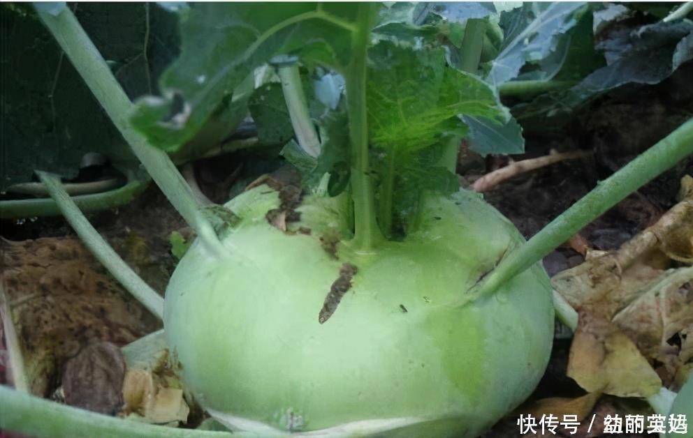 排毒|女性到了中年，常吃3种食物，补血抗衰，帮助身体排毒，延缓衰老