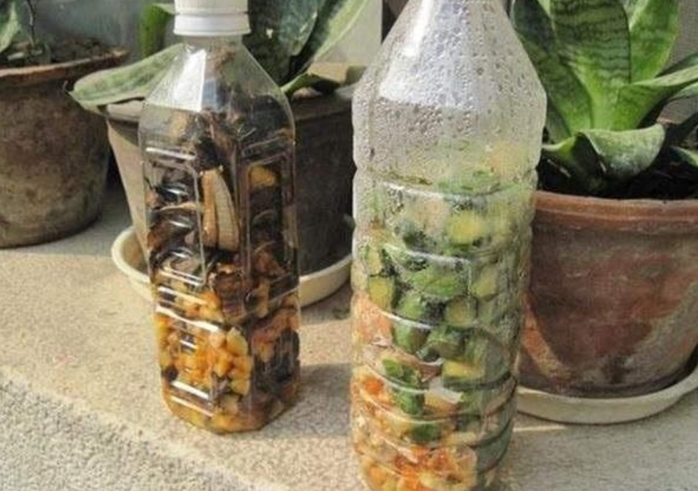 植物|居家养花种草,平时用它浇浇,植物就像打了鸡血一样蹭蹭疯长