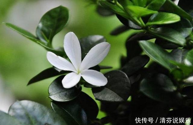 栀子花|到了这个月份,栀子花“修剪”提上日程,明年开花就靠这几刀