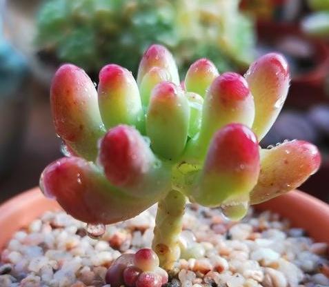 高颜值多肉的日常养护之浇水篇