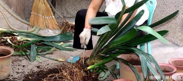 君子兰怎么换盆做好这几点,你就明白了,服盆效果好能开花