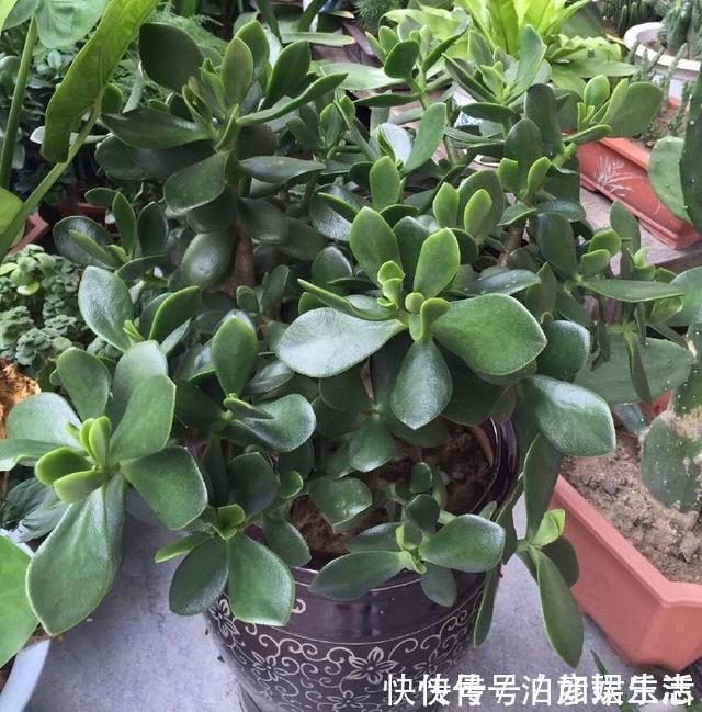 雍容华贵|这些植物“老寿星”,个个能活100岁,泼辣无比,比人还长寿