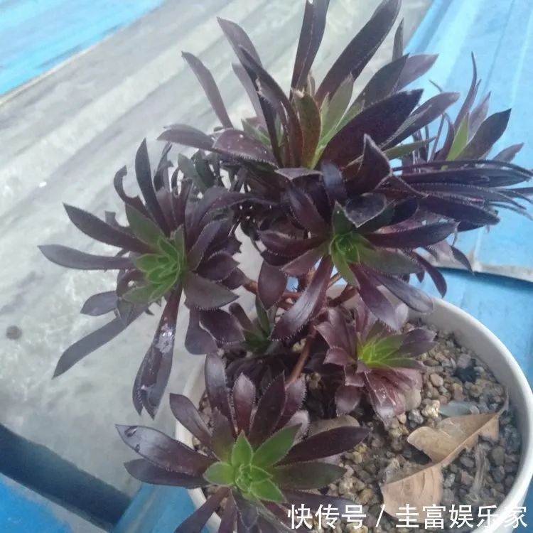 一直都养不活花,直到遇见了多肉!只要用心,就能变美!