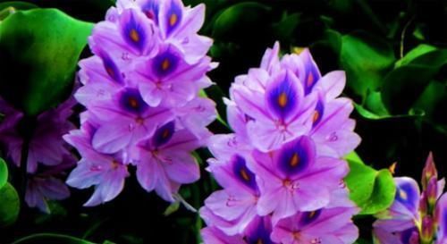 女性过了40岁,常吃4种食物,净化血液,排除毒素,增强抵抗力