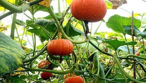 食物|吃南瓜好处多多,南瓜不能和以下两种食物同食,告诉身边的人