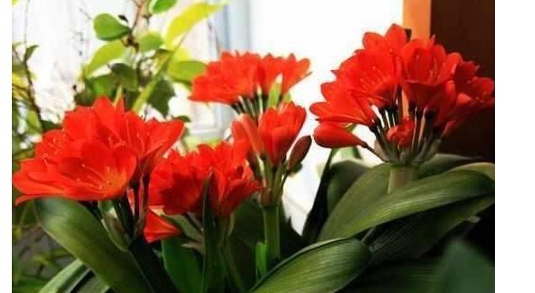 还傻傻给君子兰乱浇水难怪不开花,教你一招花开灿烂又大朵