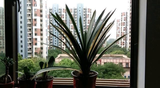 生长|立秋之后,做好4件事,君子兰9月疯长,年底爆花