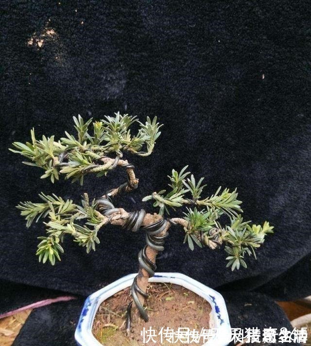 盆景|都说这种树很贵!其实剪根“枝条”,埋土里就能长,不用花钱买!