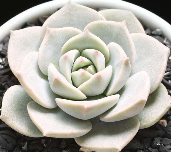 白牡丹|家养多肉,就养这“3种”,叶片肥、颜色艳,养成老桩,价值翻番