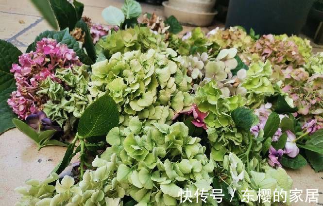 植株|修剪绣球花,早了晚了都不行,这样修剪,植株壮实、花大色艳