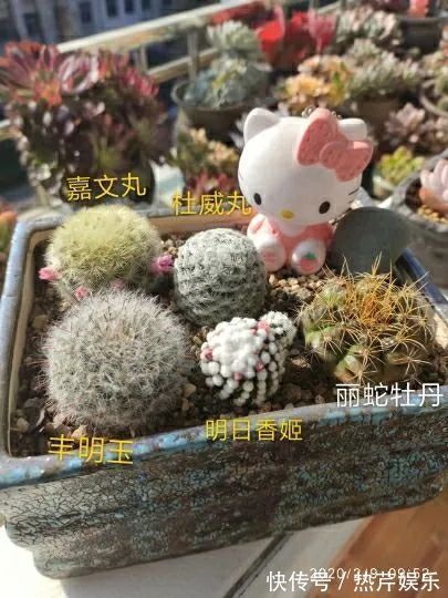 红太阳|养多肉秋天景天坑,夏天球球坑,人生百味都想尝!