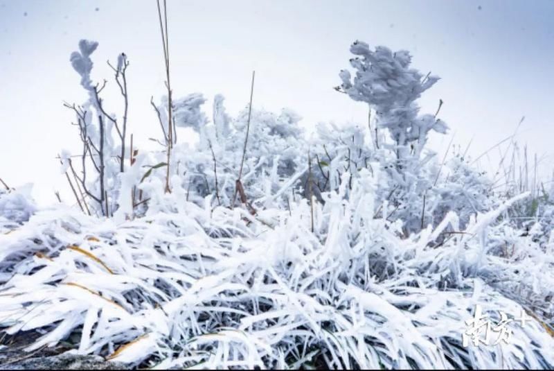 缓慢|广东下雪了？下周深圳缓慢升温+分散小雨