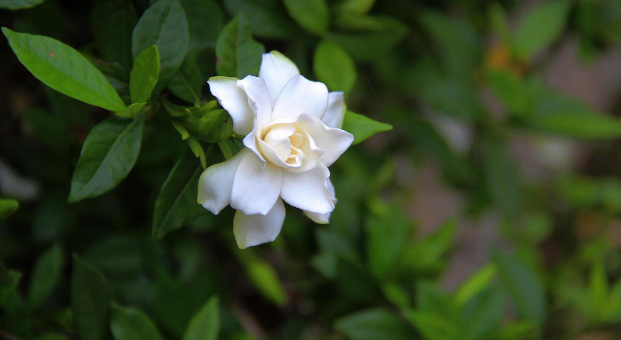 栀子花叶黄掉苞,是3大原因造成的,怎么办?