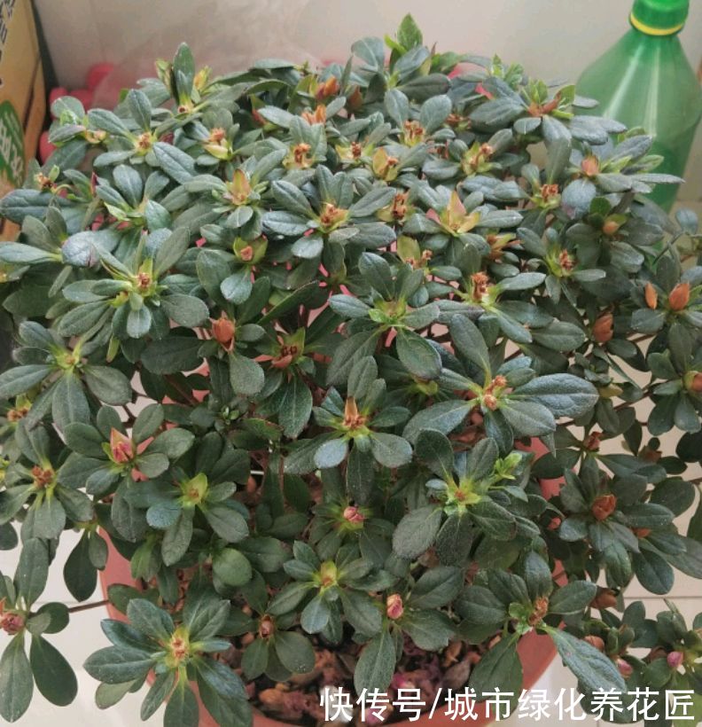  杜鹃花的花苞干巴巴，20天了还不开花怎么办？搬家没适应