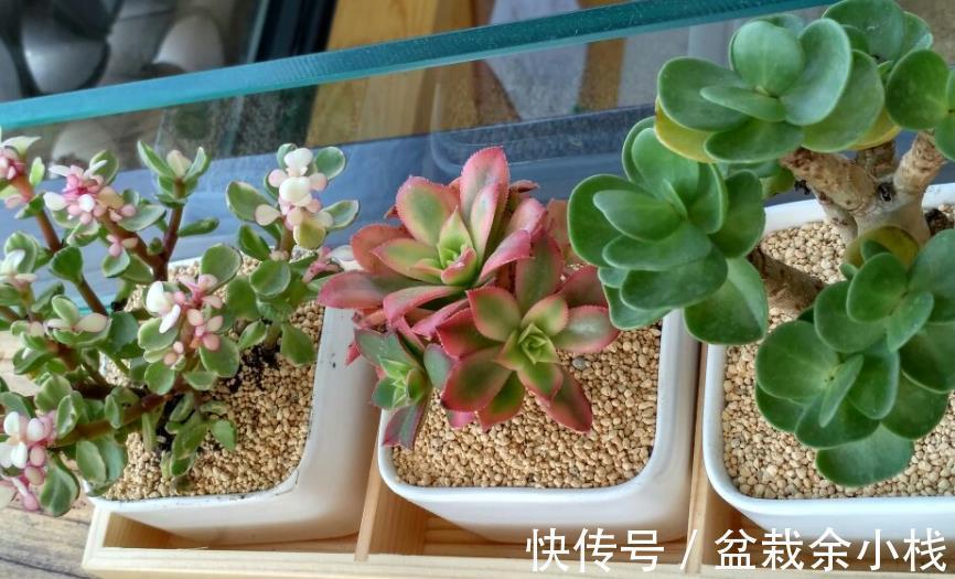 莲花科属多肉|莲花科属多肉,茎干底端叶子干枯摘还是不摘?看这3种情况