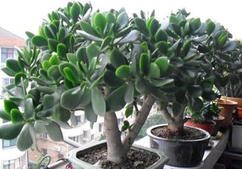 三十年的玉树，两个主干是否可以分盆？