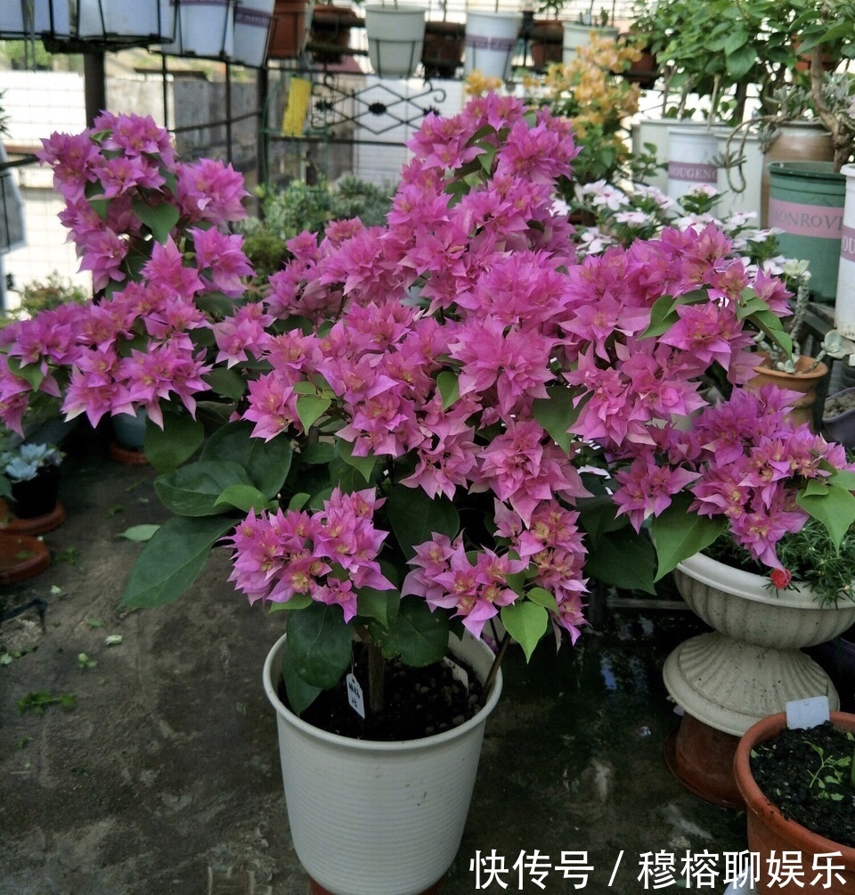 植株|9月中旬，养三角梅，最后“一波”花期，扣水再回水，枝头都是花