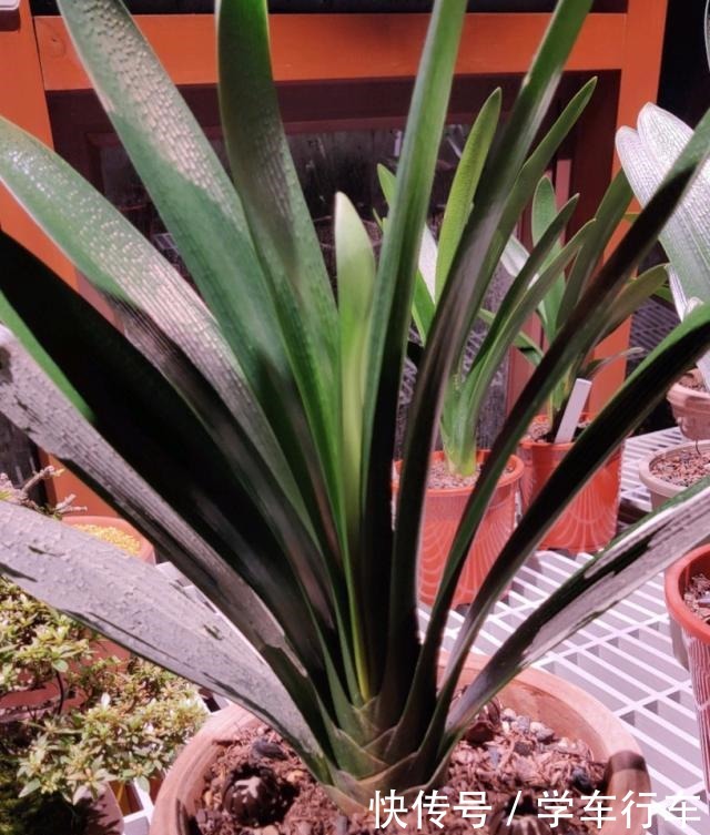 养君子兰,学会使用3种肥料,长得就像“大白菜”,天冷就开花!