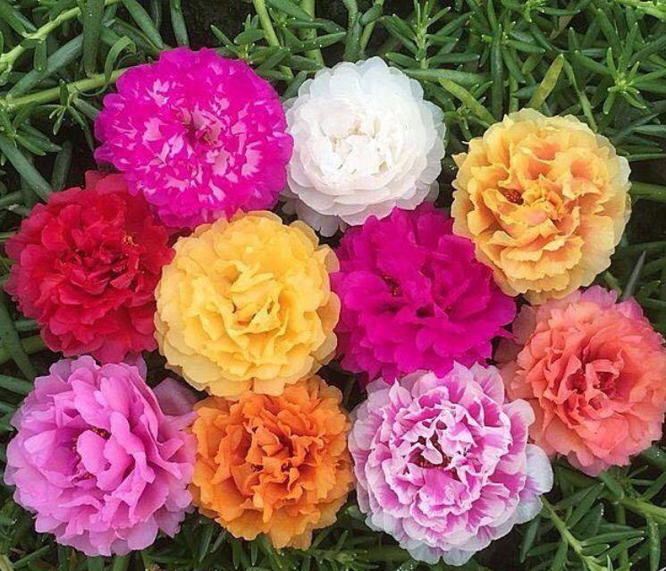 4种花很适合阳台养,好养易活不招虫,颜值超高超美的