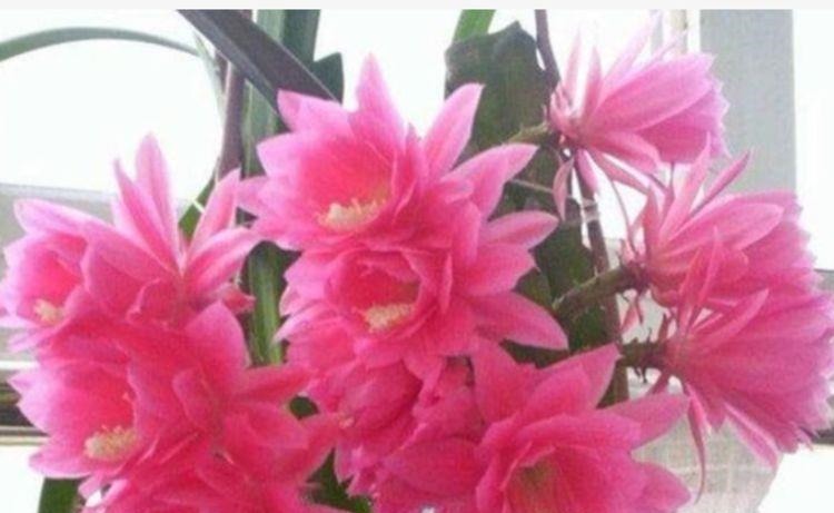 3种花便宜漂亮又好养，10元买两盆，开花漂亮花期长，谁养谁喜欢