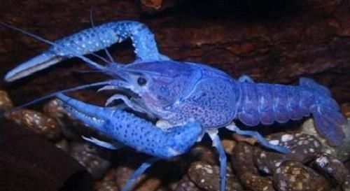 昂贵|全世界“最昂贵”的4种海鲜,中国有一种鱼上榜,很多人未见过