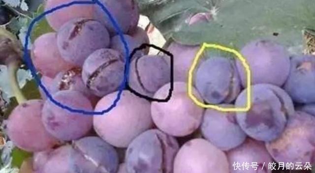 这3种葡萄别再买了,商贩自己都不会吃,家中有的建议扔掉!