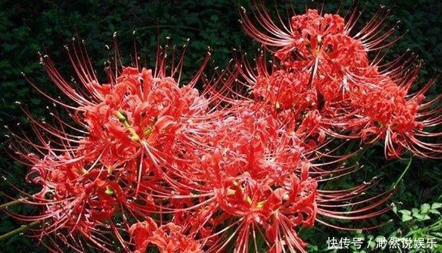 彼岸花如此美艳，却被日本人视为幽冥之花，深扒它的前世今生