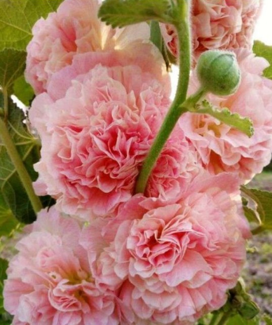3种花是开花小能手,一开就是300多天,四季繁花似锦,美