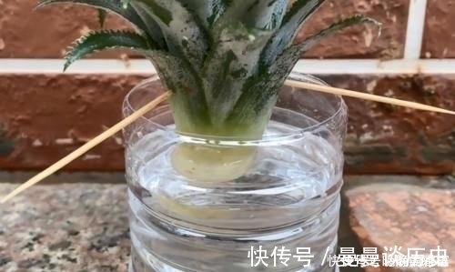 吃剩下的“菠萝头”不要扔，插3根牙签，放在家里太棒了，快学学