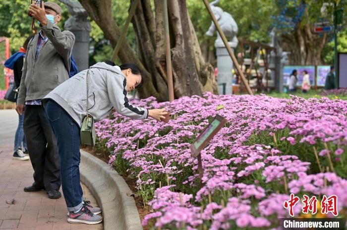 南宁|8万盆菊花亮相广西南宁引游人