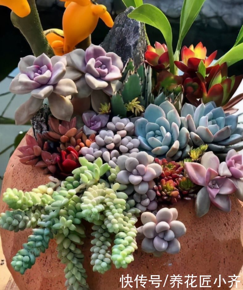 无论你多喜欢养花，都不要碰“3种花”，这都是养花高手被坑过的