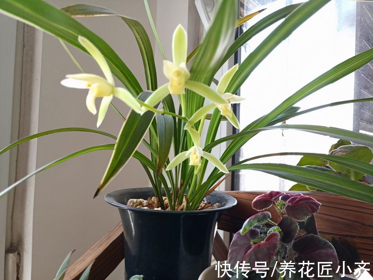 兰花长势旺盛开花多，养根是关键，掌握技巧才能满盆大白根