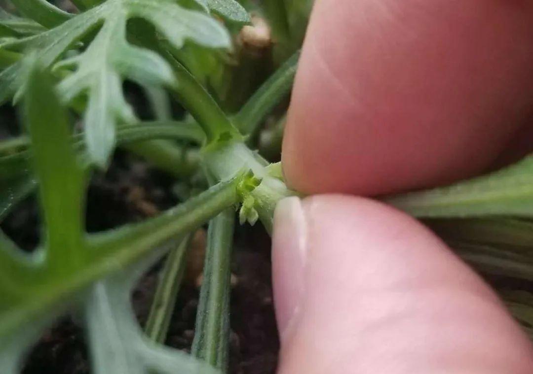 种花|8种花赶紧剃头,剃得越狠,开花越多