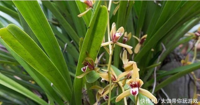 确保|阳台和室内养兰经验心得,确保根系粗壮、叶色青绿