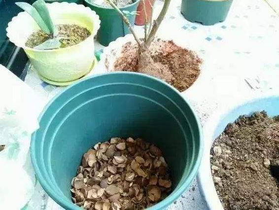 绿色植物|养花还买花肥家里的此几样“垃圾”扔盆里,植物叶油绿、开花艳