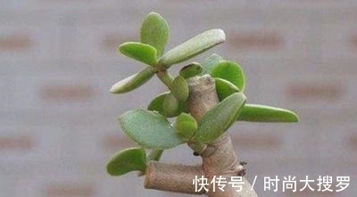 嫁接|养长寿花,用这法,1年就能成老桩,开满五色花,独特又吉祥