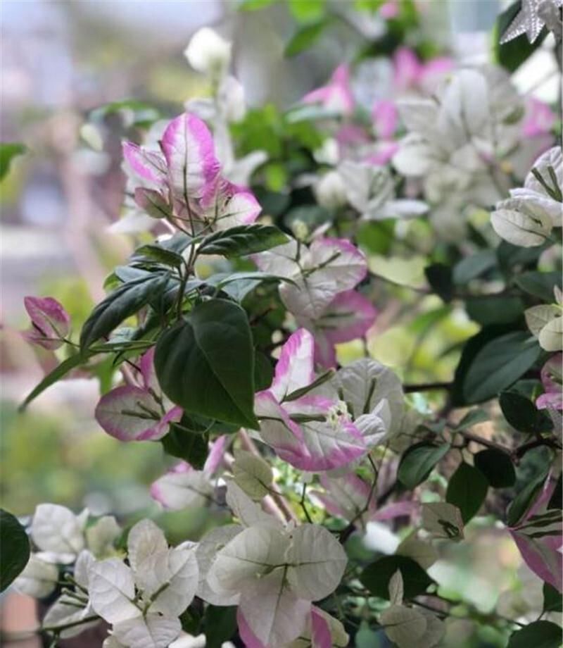 想让三角梅爆花掌握“一少一多”,轻松让它化身开花机器