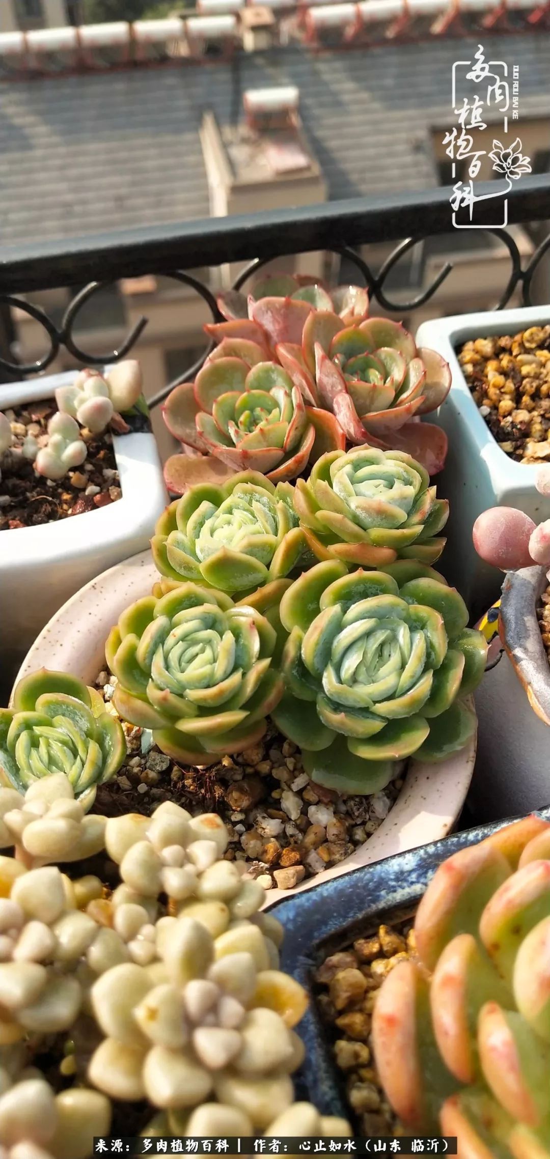 养多肉不只是说说而已，只要肯用心，它们绝对不会辜负你！