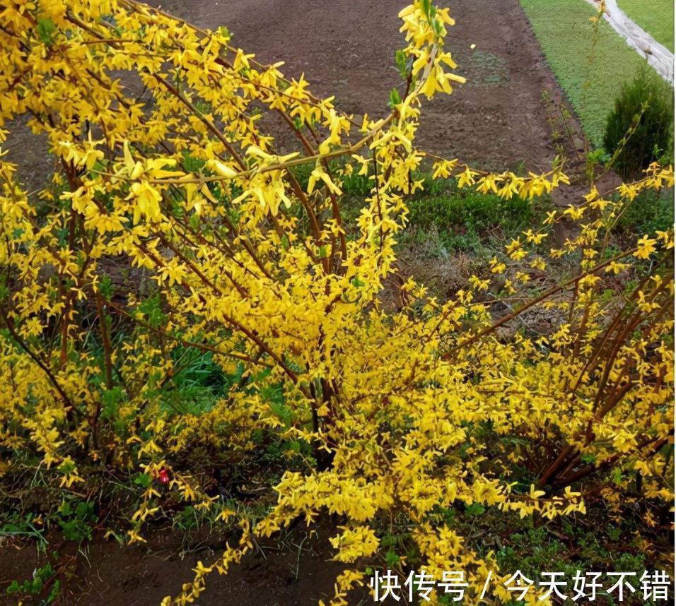 果实|它叫连翘,像极了迎春花,目前百元1公斤,山中遇到请珍惜