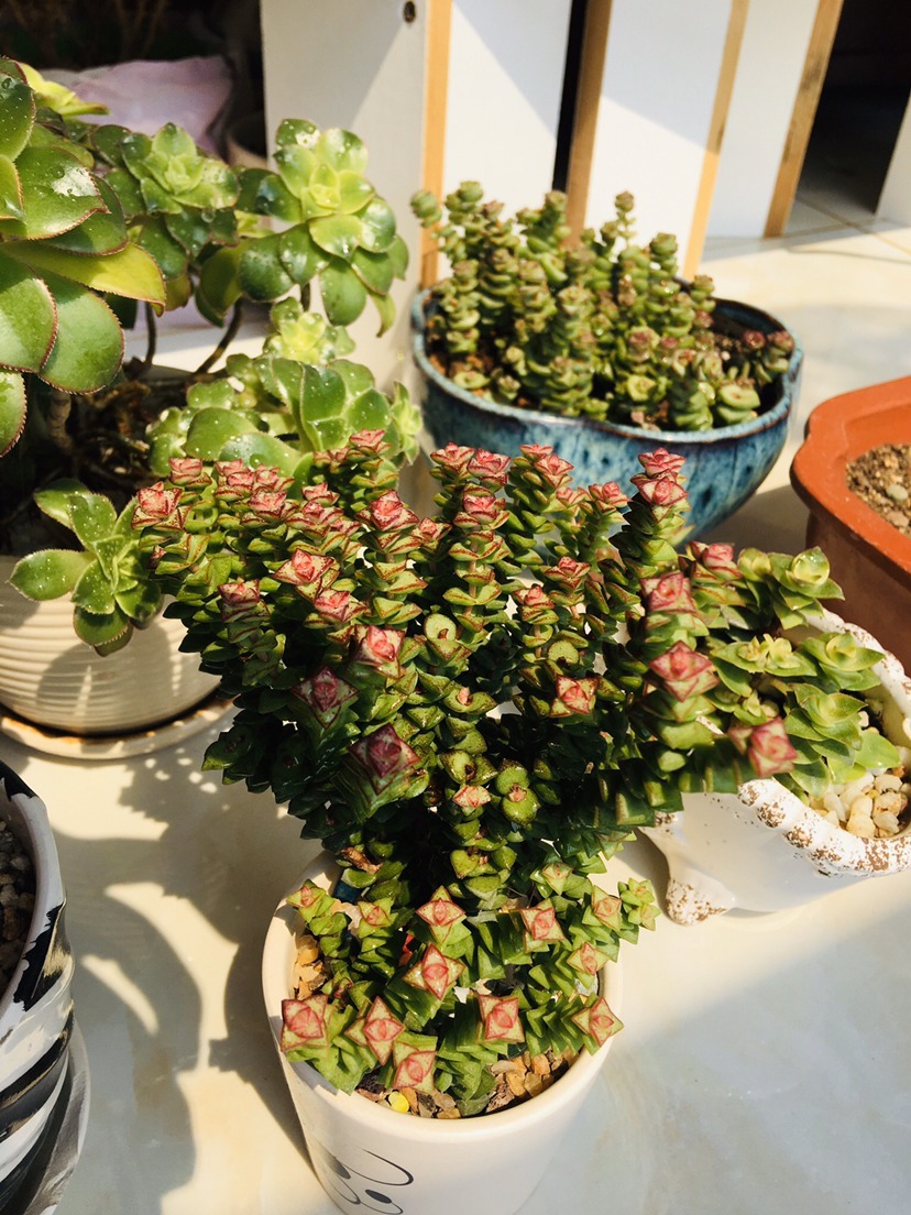 多肉懒得不长个狠心掐掉这里，呼呼冒出一堆新芽！