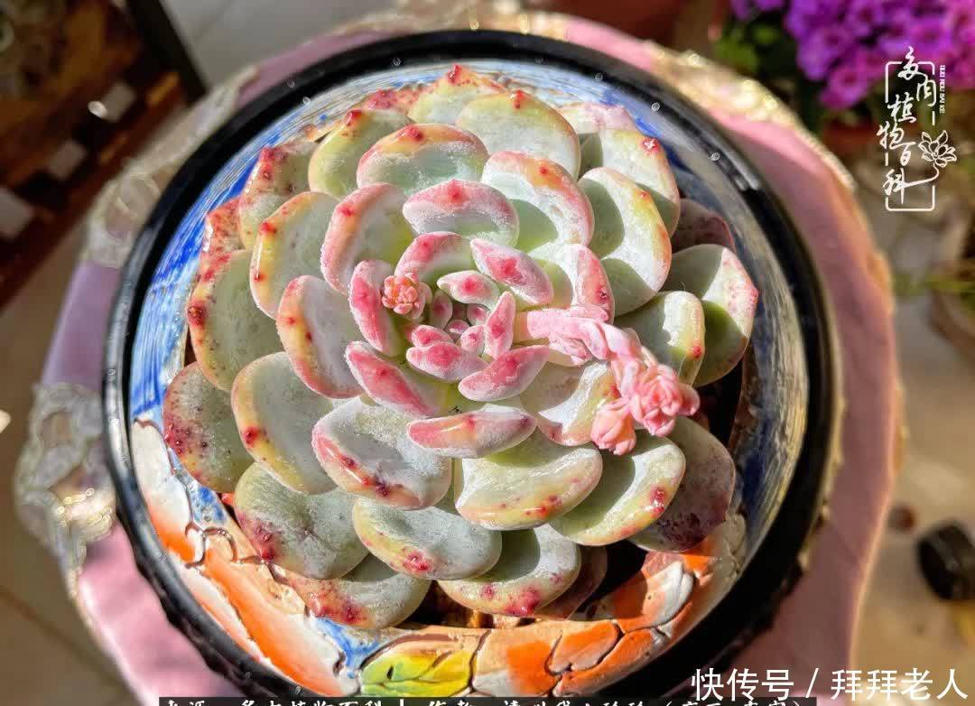 多肉与我，不负时光韶华！