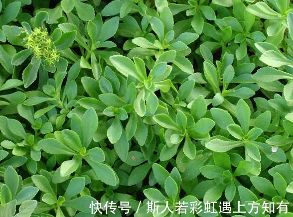 救心菜|乡下有种野菜，被称作“救心菜”“金不换”，价值很珍贵快要绝迹