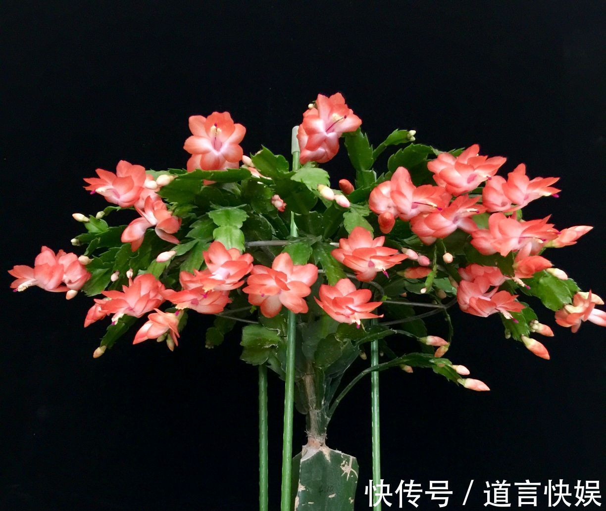 秋季养蟹爪兰为什么要摘芽满足4个套路，花苞更多，开花易爆盆