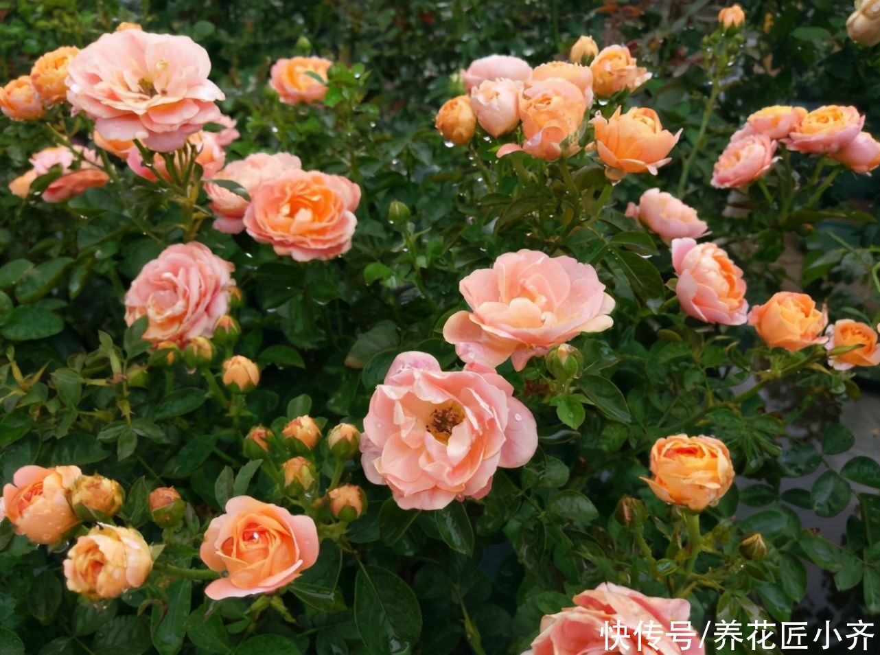 月季为什么有盲芽呢？产生的原因有2个，早知道，早预防，开花棒