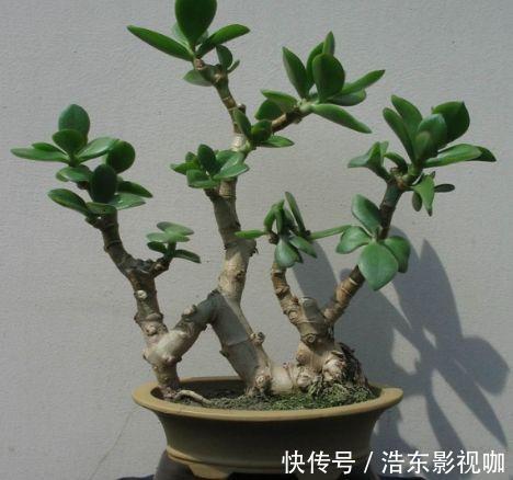 养花|养玉树“盆景”,记住“8字口诀”,2年变“老桩”,价格翻2倍