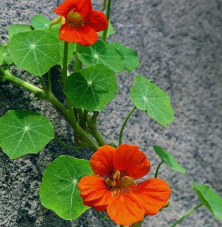 “3种花”一见水就疯长,偷偷摆厕所,叶绿、花儿大,还能去异味